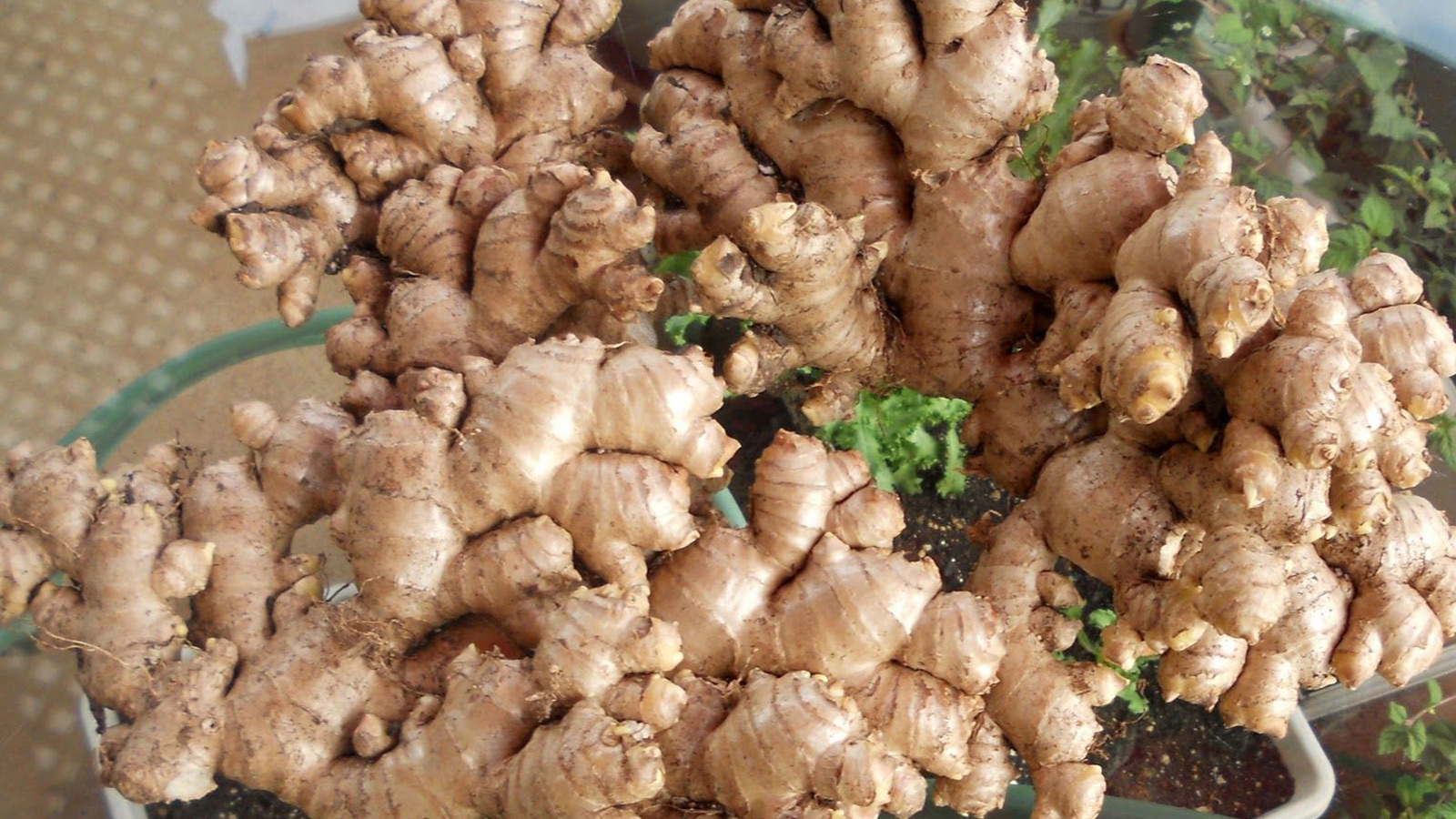 Ginger Seed